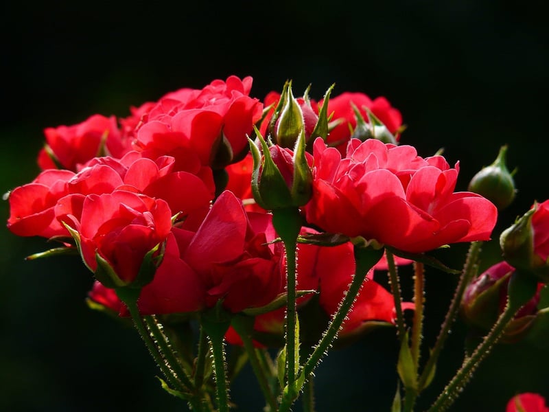 Flowering Plants Guide