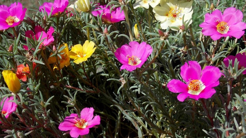 Rose Moss