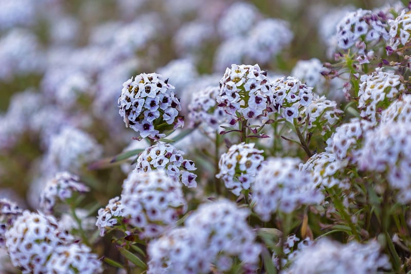 Sweet Alyssum