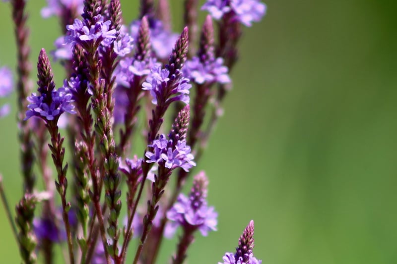 Verbena